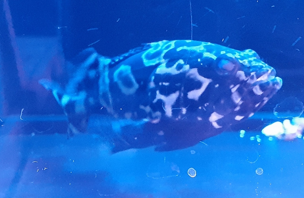海水魚　タマカイ タマカイ - Wikipedia
