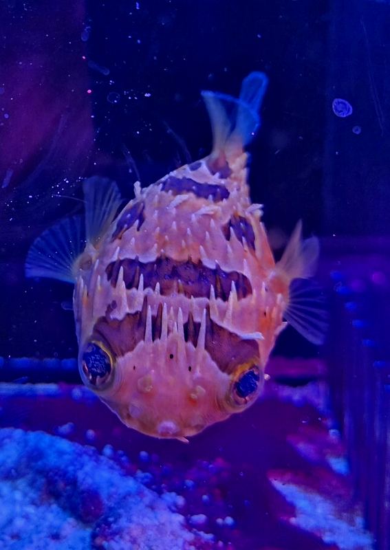 海水魚生体その他 【公式通販】 海水魚生体その他 【公式通販】