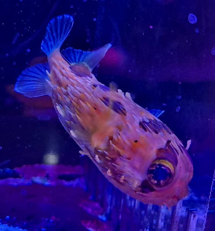 ハリセンボン 8cm± | 海水（生体）,その他海水魚 | エキゾチック