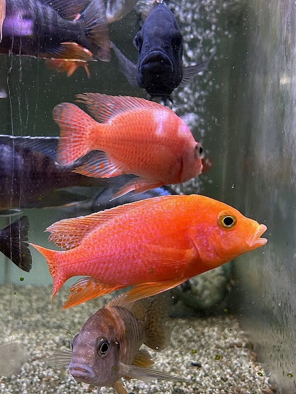 アフリカン　シクリッド(上)、西アフリカ産　シクリッド（下）東アフリカ産セット 稚魚を口で育てる。アフリカンシクリッドのユニークな子育て | AQUALASSIC