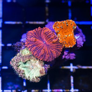 �ޥ�ץ饰 �ߥˡ�10������