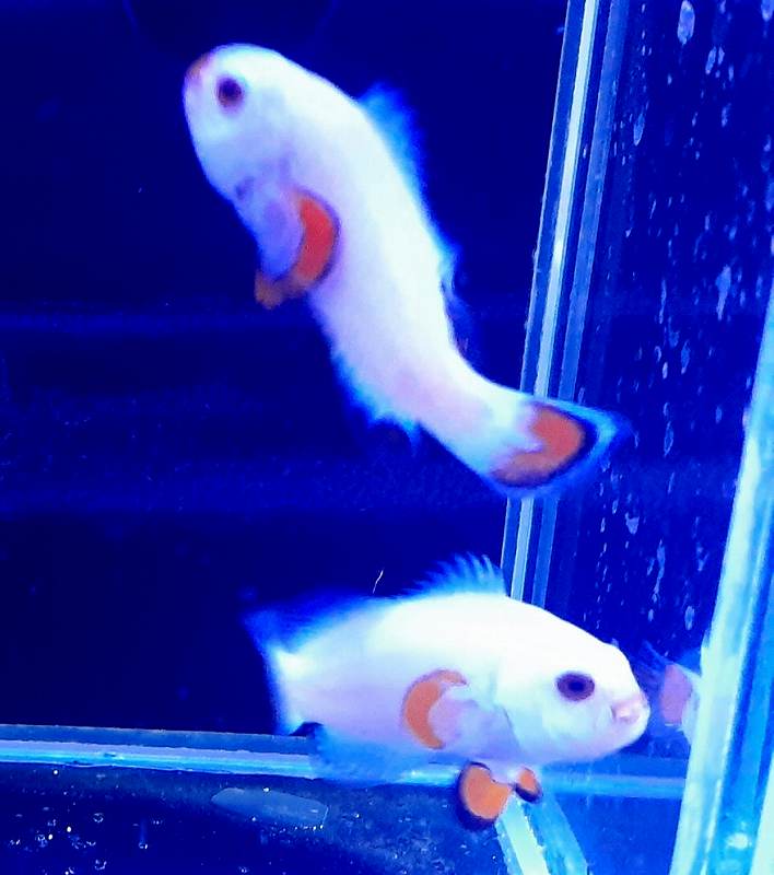 ����֥꡼�ɡ��ץ���ʥ���󥸥��ȡ��४����ꥹ�ʣ�����ޡ�