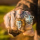 ��HANCHOLO/�ϥ������ߥ����������åġ�MUMM-RA THE EVER-LIVING RING ��� / 