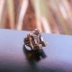 ��HANCHOLO/�ϥ������ߥ����������åġ�CAT'S LAIR RING ��� / 