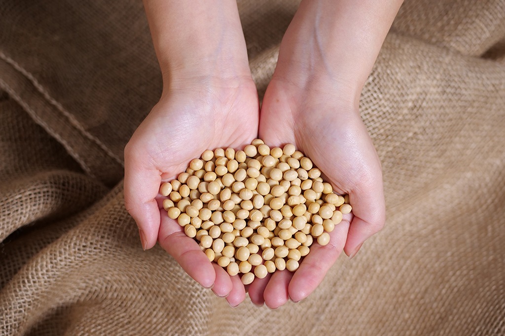 ソイラクトプレーン ファミリーサイズ 900ml