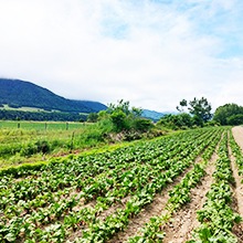 ̳ƻ ֥ӡ ʺݴ̵ѡˣkg 2025ǯ