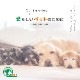 �դ�դ�٥å� �ڥå��� ���ȥ饤����