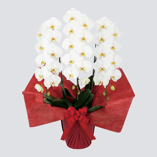 胡蝶蘭（ビジネスグレードタイプ）三本立