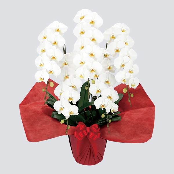 胡蝶蘭（ビジネスグレードタイプ）五本立