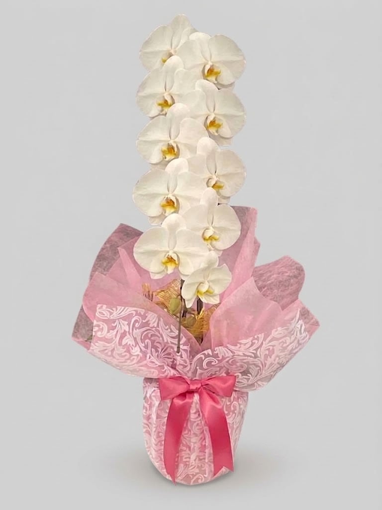 大輪の胡蝶蘭（カジュアルタイプ）一本立