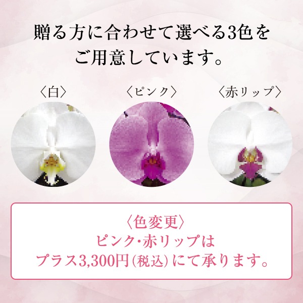 胡蝶蘭（スタンダードタイプ）三本立