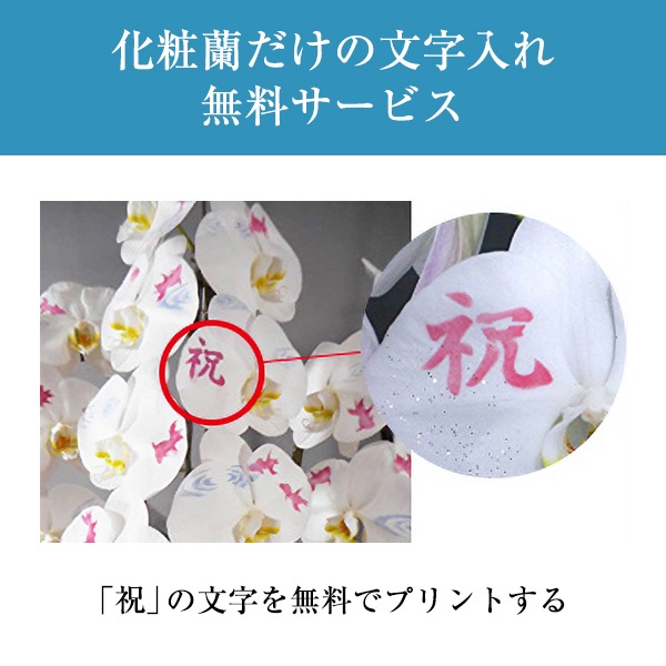 化粧蘭（三本立）完全受注生産（配送準備5日前後）