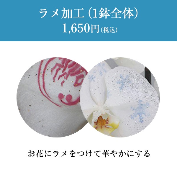 化粧蘭（三本立）完全受注生産（配送準備5日前後）