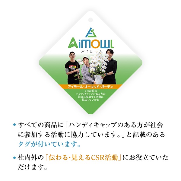 胡蝶蘭（ビジネスグレードタイプ）五本立