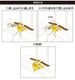 �ݥ���� ����äȥ饲�å����� �ݥ��åȥ�󥹥��� GOWELL(����������) �ݥ����ȥ�٥�