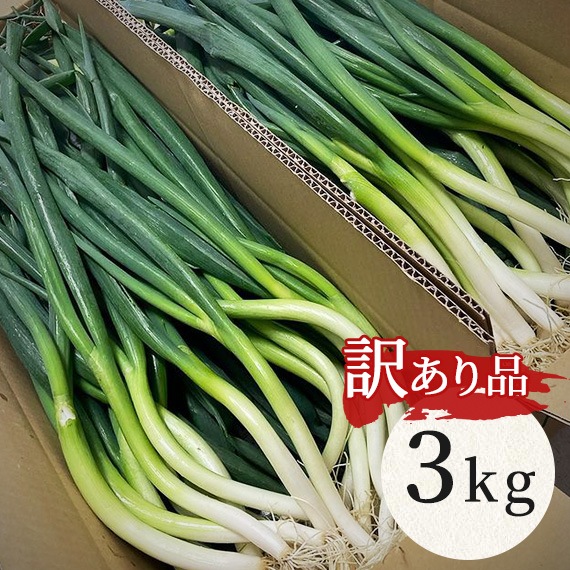 ★訳あり★京都・山城 京野菜「山城のねぎ」1kg×3束
