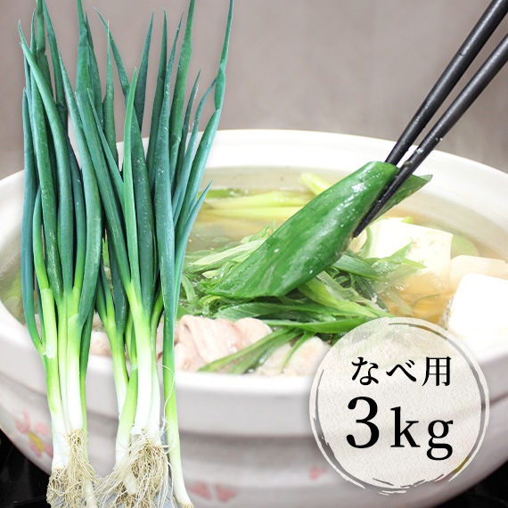 ねきねぎねき様 專用ページ SUKIYAKI | カネコ種苗株式会社 | 未来をひらく・・カネコ交配