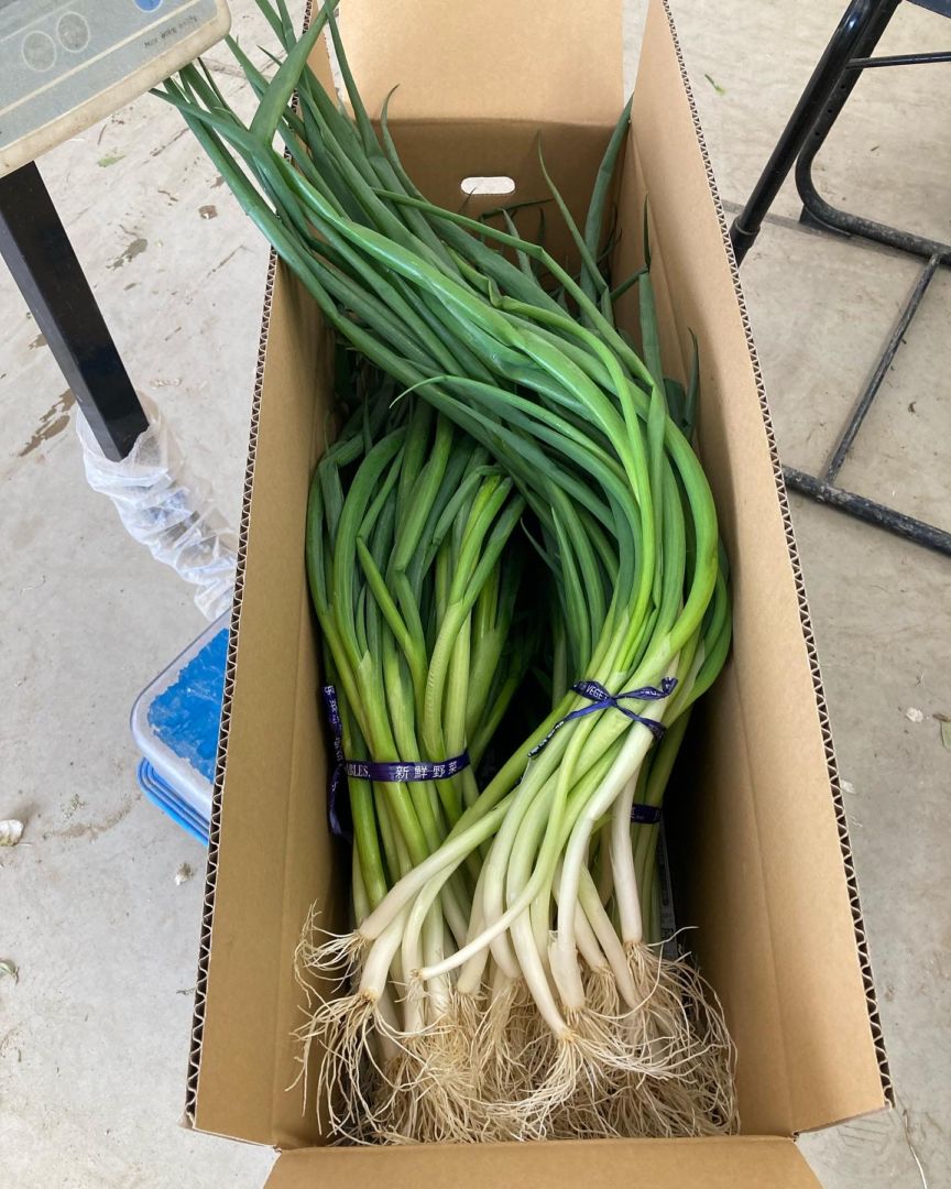 ★★訳あり★★　京都･山城　京野菜「山城のねぎ」8kg　M様専用商品