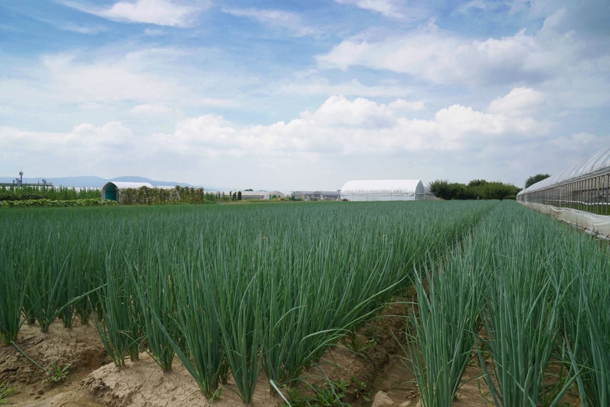 木津川の良質な砂と澄んだ伏流水で育った山城のねぎ。