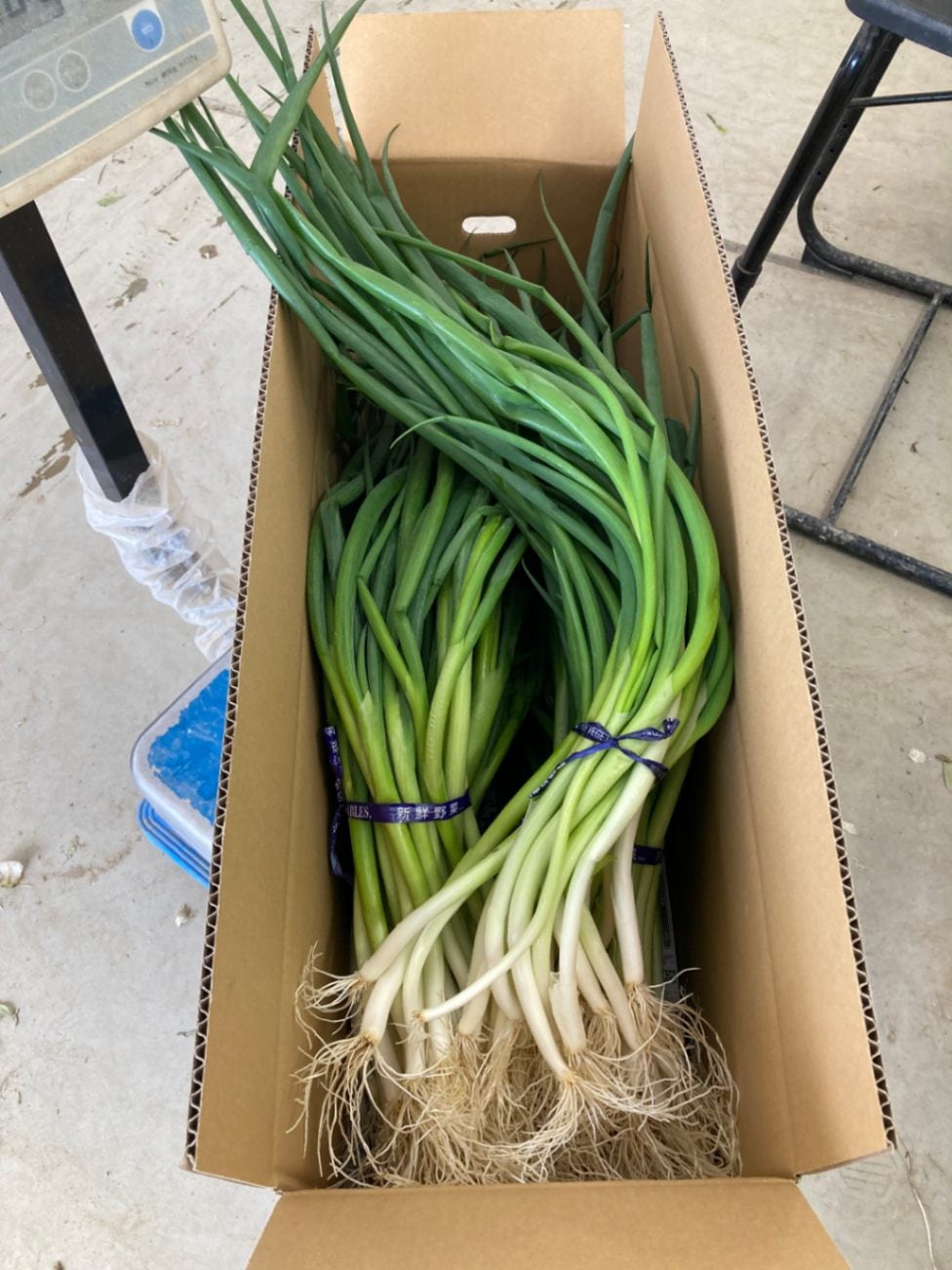 【訳あり】料理人が選ぶ　京都「山城のねぎ」1kg（京野菜）