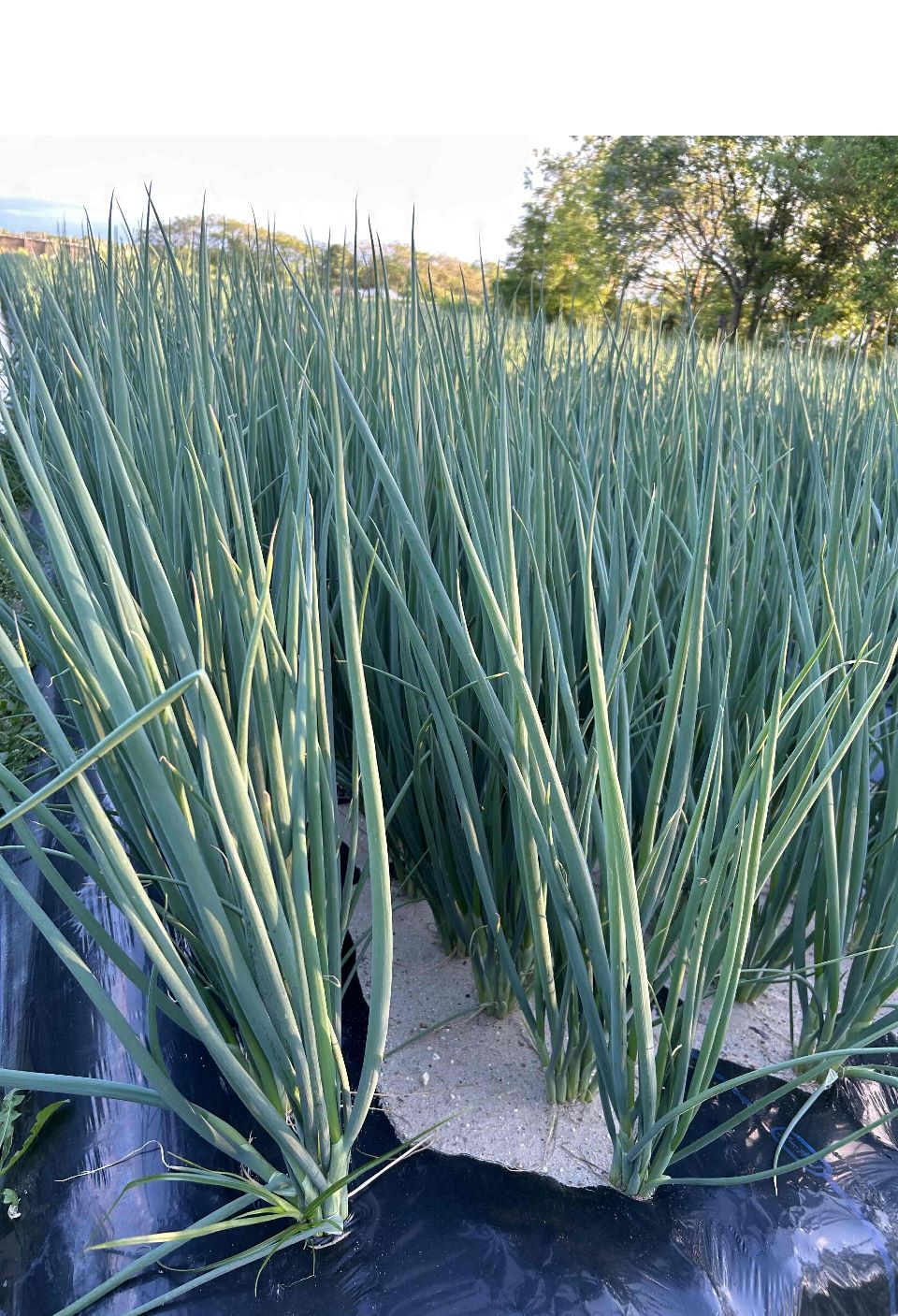 京都･山城　京野菜「山城のねぎ」1kg