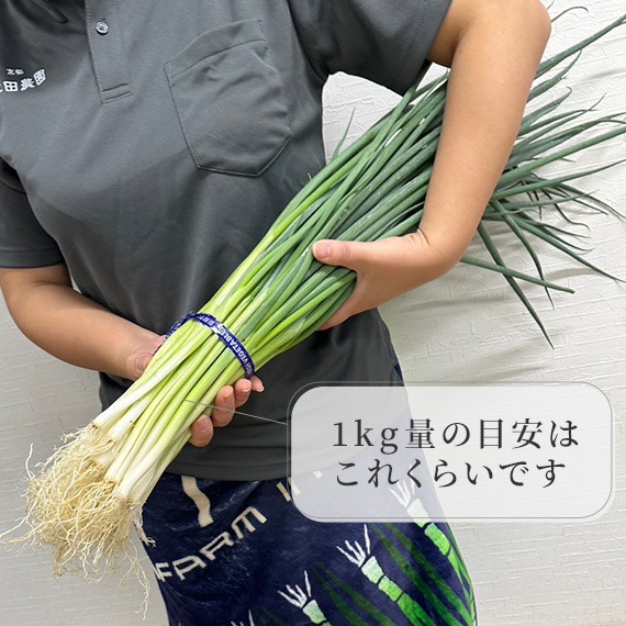 京都･山城　京野菜「山城のねぎ」1kg