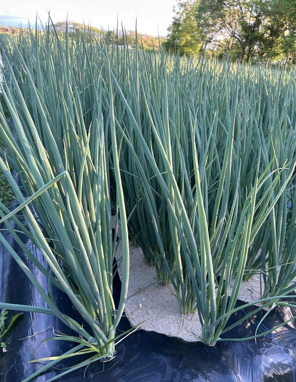 京都･山城　京野菜「山城のねぎ」2kg