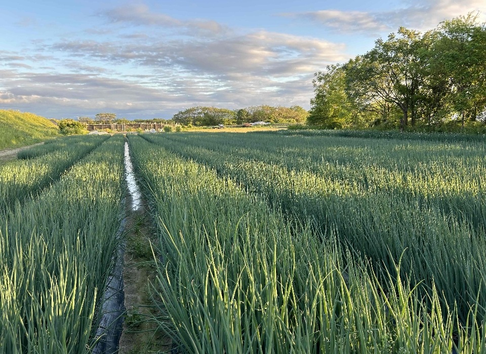 京都･山城　京野菜「山城のねぎ」3kg
