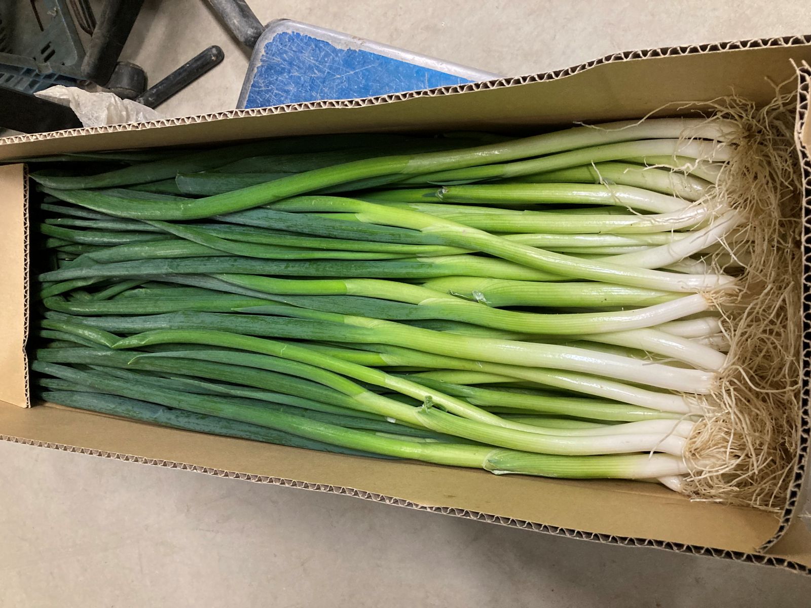 料理人が選ぶ 京都・山城のねぎ 3kg