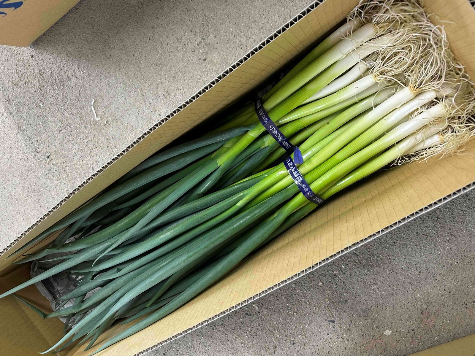 京都･山城　京野菜「山城のねぎ」4kg（太め）