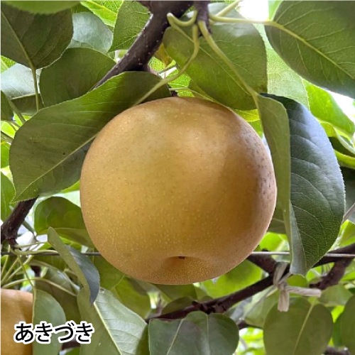 ��9��ܡ��ۤ����Ť� 2kg��4��5�̡ˡ���������