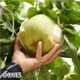 ��9��ܡ���2�糧�å� 5kg����������
