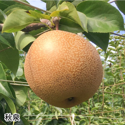 ��9��ܡ���3�糧�å� 5kg����������