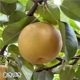 ��9��ܡ���3�糧�å� 5kg����������