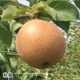 ��9��ܡ���3�糧�å� 5kg����������