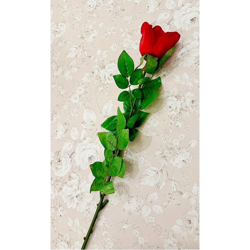��SALE��¤�֡Υ���������������