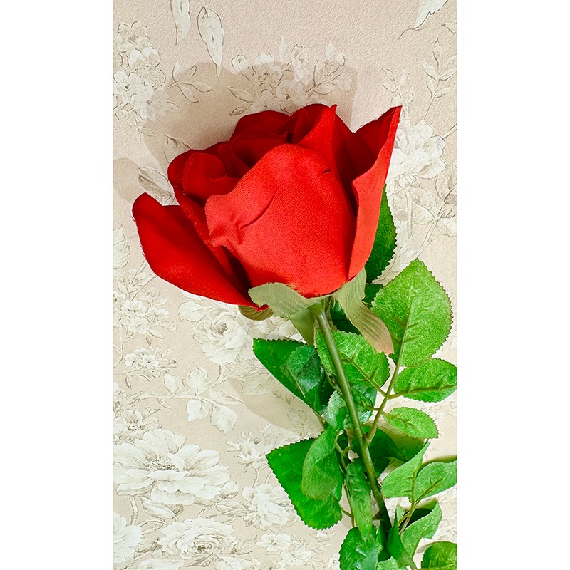 ��SALE��¤�֡Υ���������������