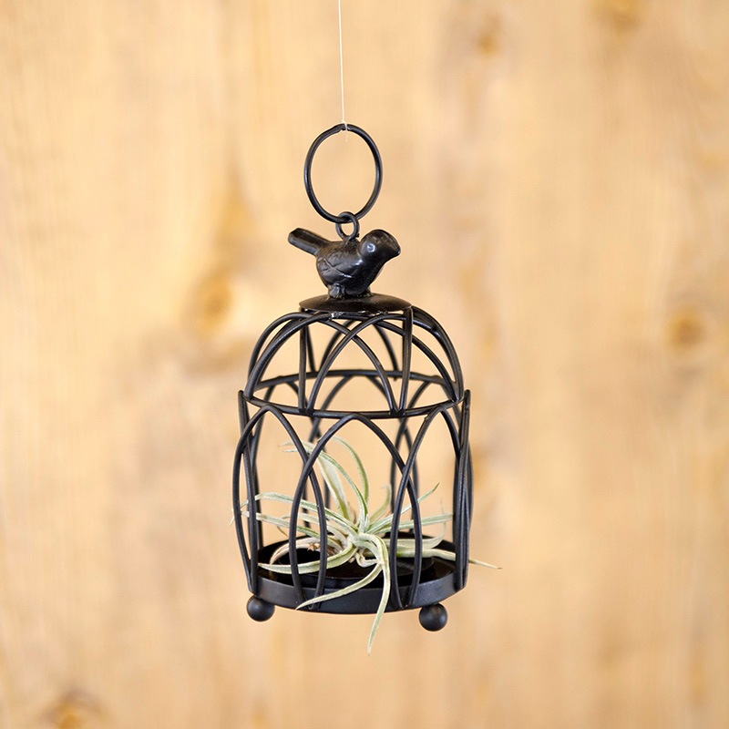 Liberte' ��٥�ơ�[�����ɥ�ۥ����]