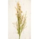 SALE Artificial flower ƥեեBeige 022ϡ¤֡