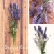 SALE Artificial flower ƥեեPurple 668ϡ¤֡