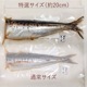 特選！いわしめんたい（大）10尾（贈答用）