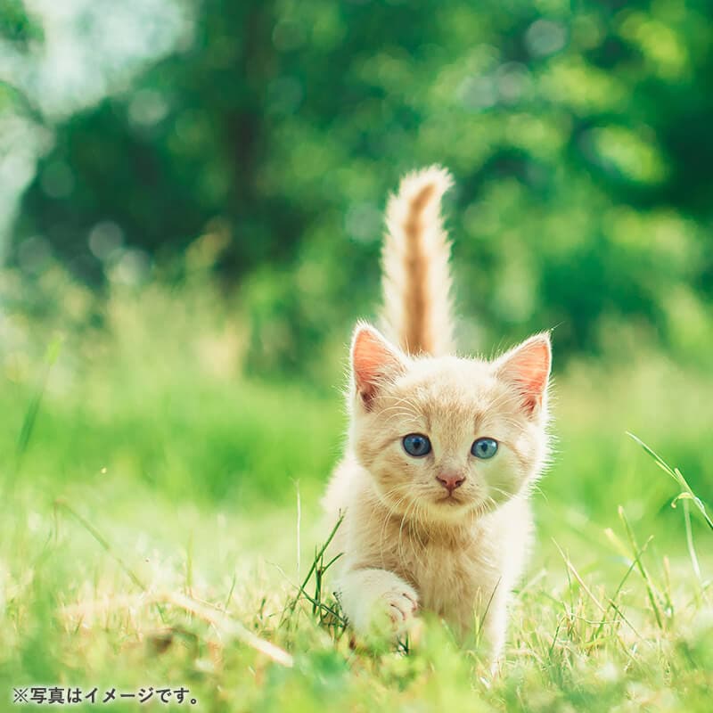 ��ʡ��Ƥ֤ͤ�����