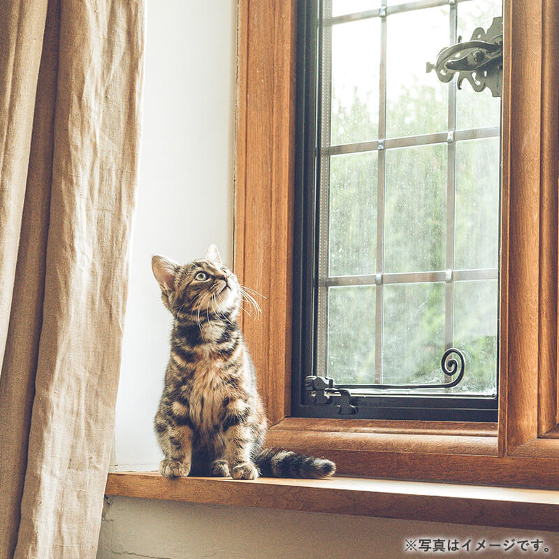 ��ʡ��Ƥ֤ͤ�����