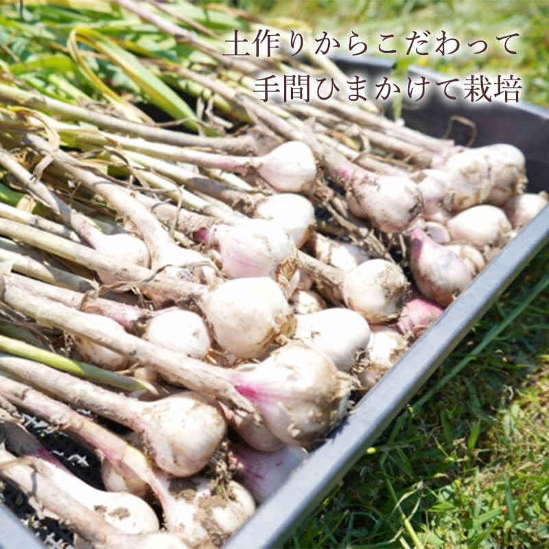 ʿ����ͭ���� �ˤ�ˤ����� 100γ