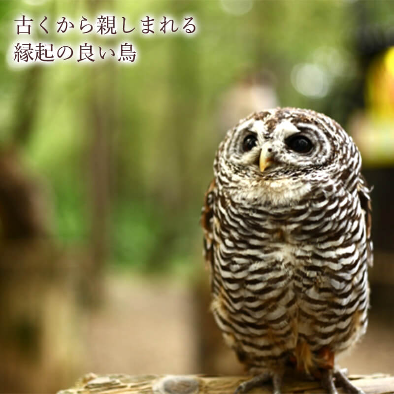 �դ������ξ�ʪ���� ��6��