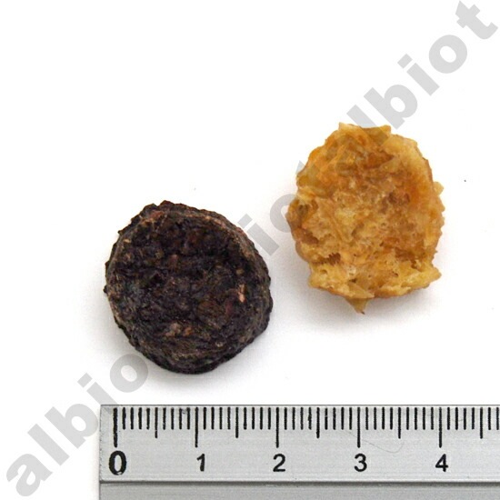 Funfun ファンファン 馬肉ミニチップMIX 55g