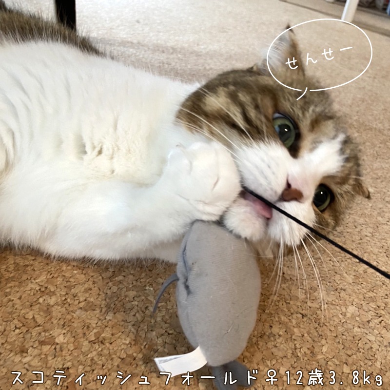 猫じゃらし/キャットティーザー [ウナギ #47125]