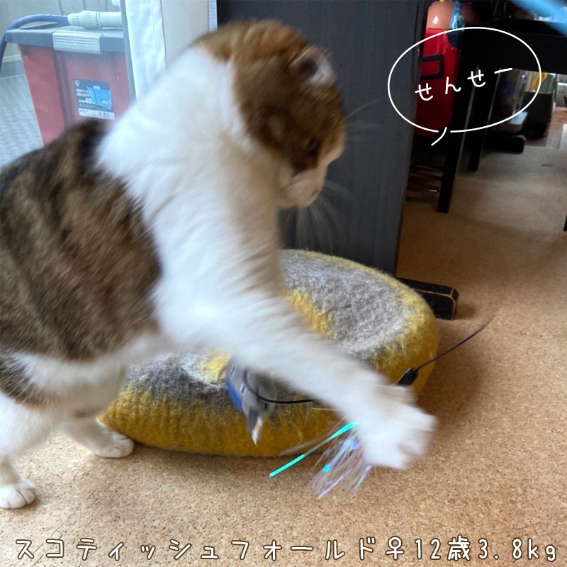 猫じゃらし/キャットティーザー [ウナギ #47125]