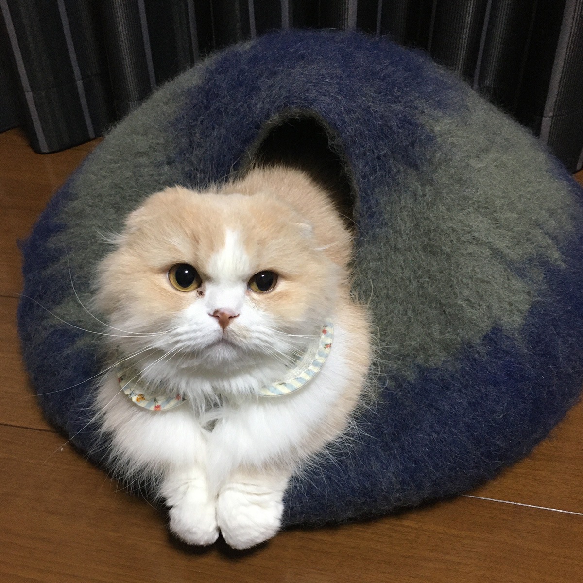 アルビオ フェルトハウス やきもの