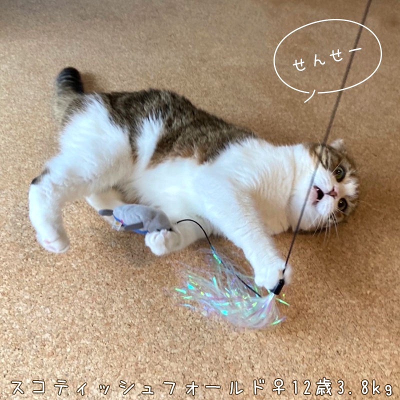 猫じゃらし/キャットティーザー [イカ #47121]